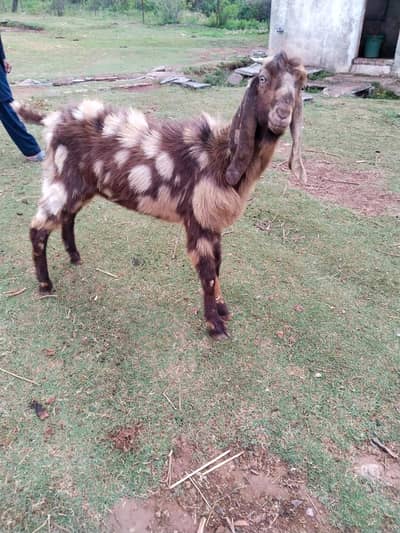 Brown daba and jet black Male for sale