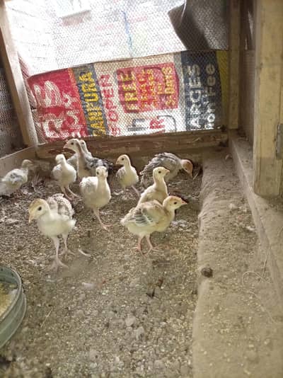 Turkey bird chicks for sale gray black turkey