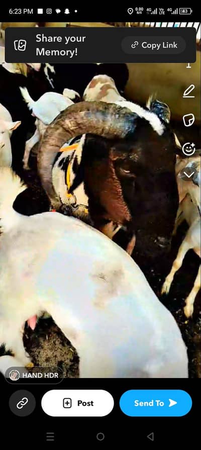 bakra breeder , bakria dumba