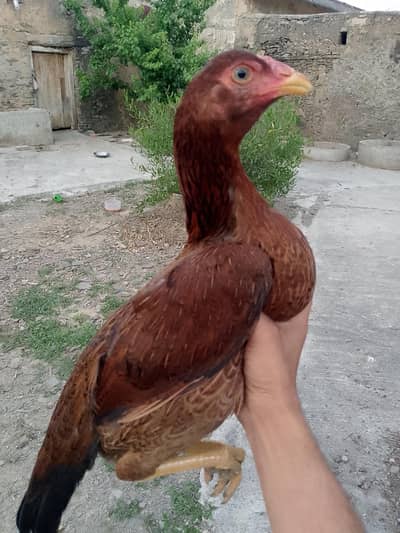 aseel miawali pure Madi