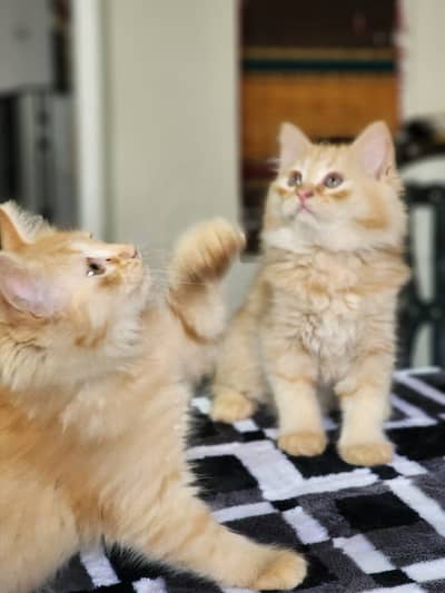 Persian cat kitten 03249901007