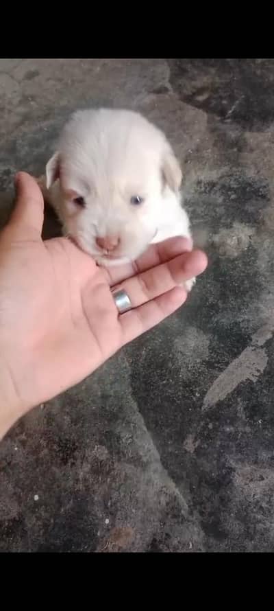 for sell