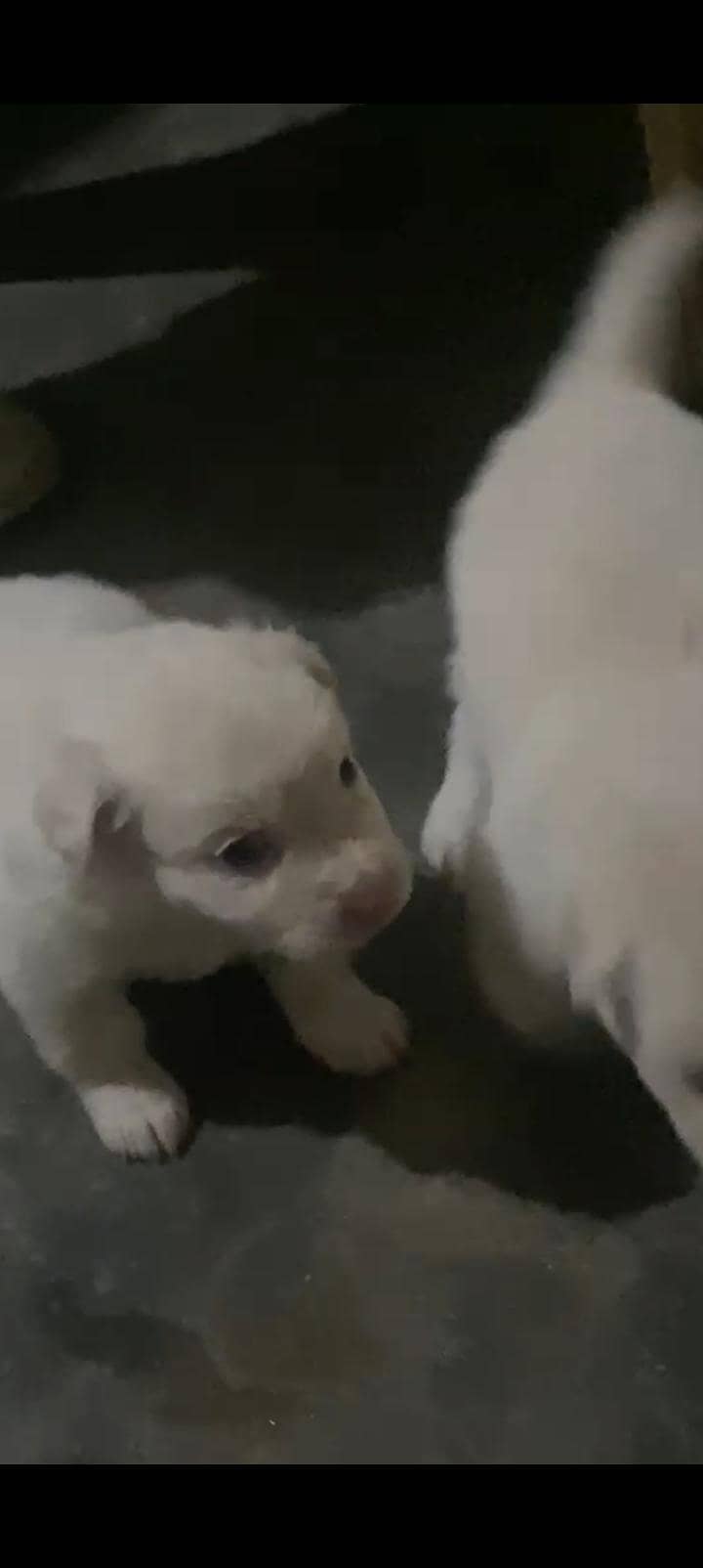 for sell 2