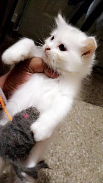 Persian cat & kitten@ Persian cat@ cat@ Siamese@ mother Nursing cat