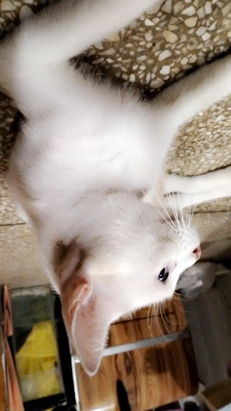 Persian cat & kitten@ Persian cat@ cat@ Siamese@ mother Nursing cat — photo 3