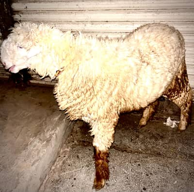 Eid k Lia Bakra