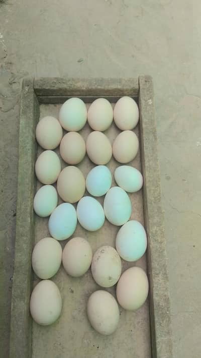 Fancy eggs available for sale