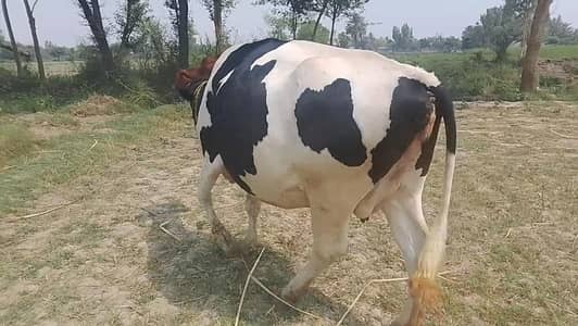 cow for sale
