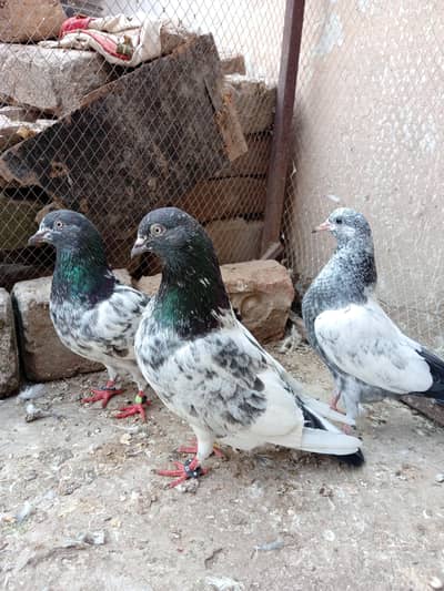 breeder pair