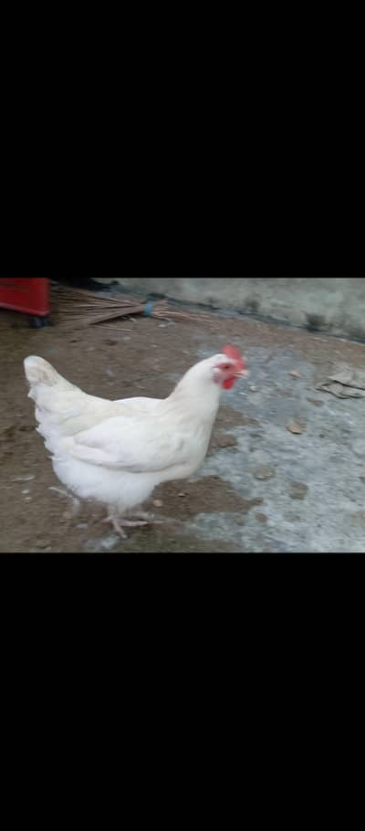 White Dorking Hen and Golden Misri Hen