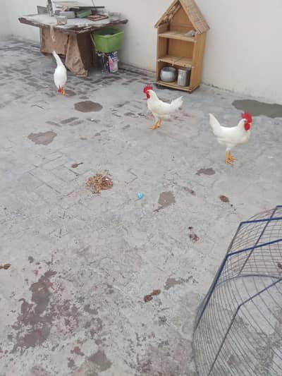 3morgi for sale 2000 1 pec ka