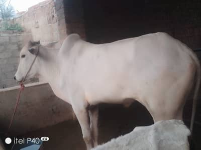 2 dant wacha khoobsurat full height 4 maan bull