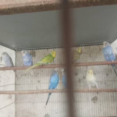 Lovebird and Bhjes