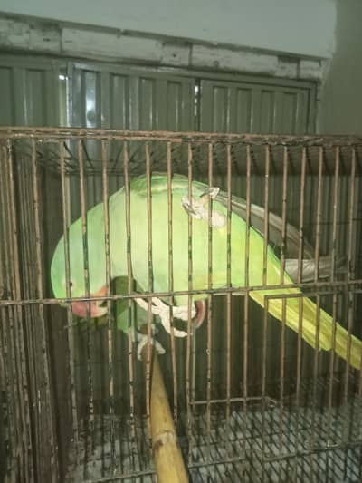 raw parrot pair