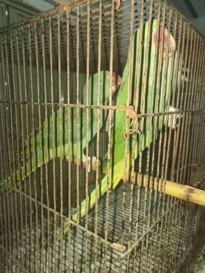 raw parrot pair 1