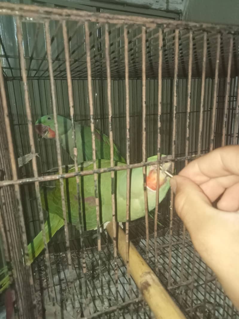 raw parrot pair 2