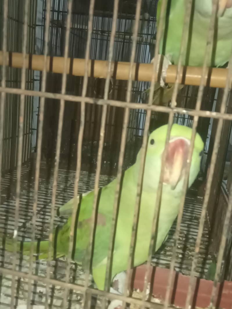 raw parrot pair 3