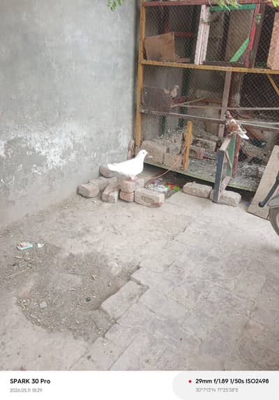 Pejan sale