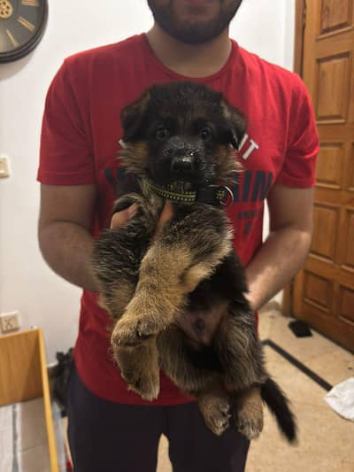 GSD puppies | Pink Pedigree and Show winner Parents | Home raised