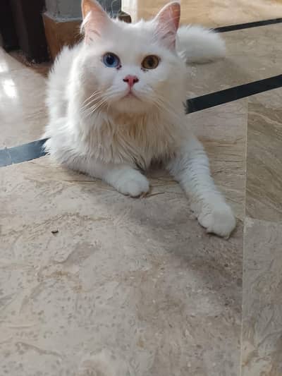 triple coated  Persian male odd eyes