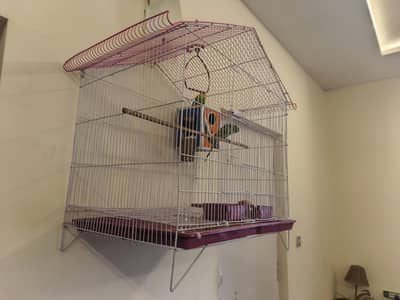 Parrots with beautiful Cage and breading home.