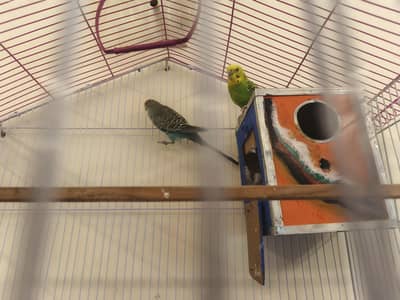 Parrots with beautiful Cage and breading home.