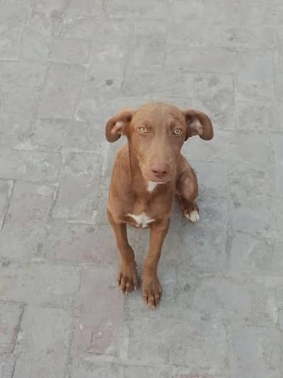 dog 