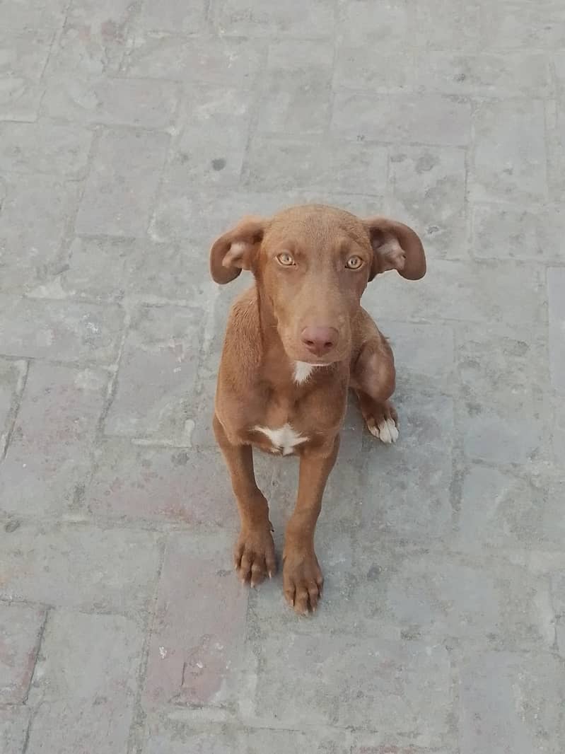 dog  0