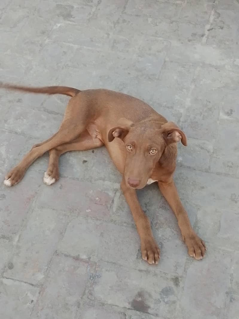 dog  1