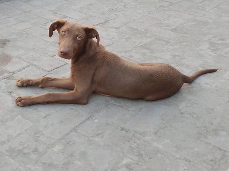 dog  2