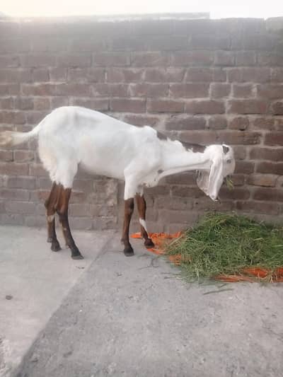 Desi Goat