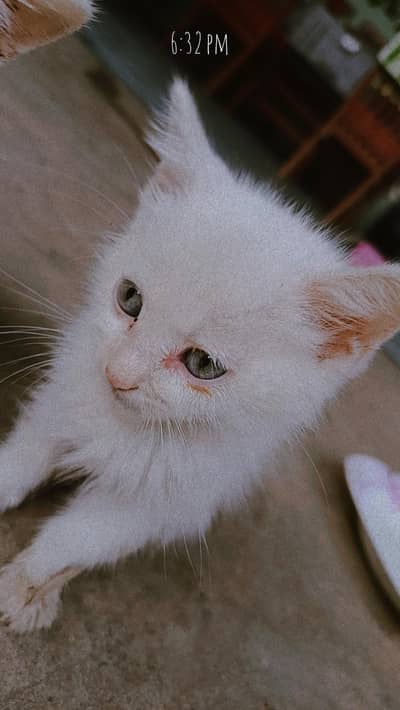 Persian Cat