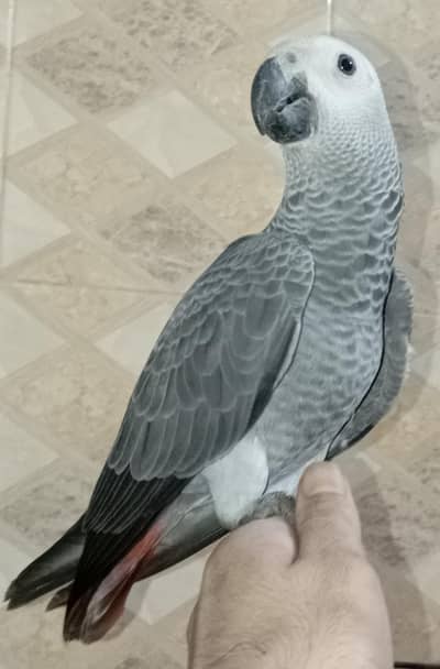 African grey chick African grey handtame tame African grey talking