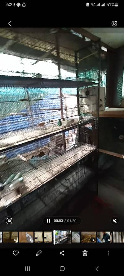 Jhangir cages available
