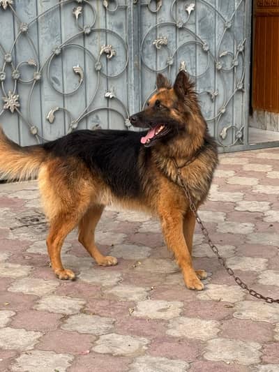 German shepherd  ( Alsatian) Male for sale