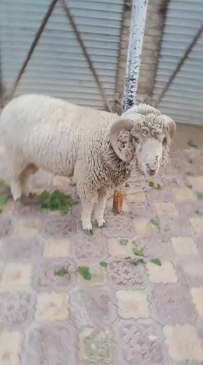 long tail sheep for sale