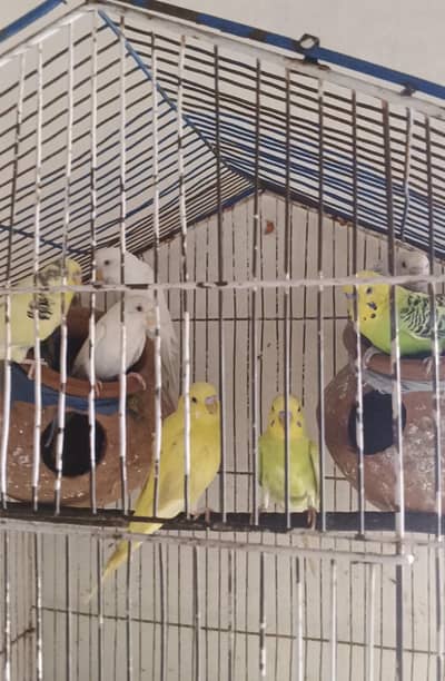 2 beautiful red eyes white pair and 1 others pair w female