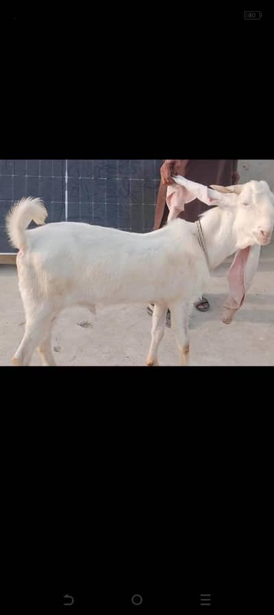 Gulabi nasal 2 daat qurbani ka 2026