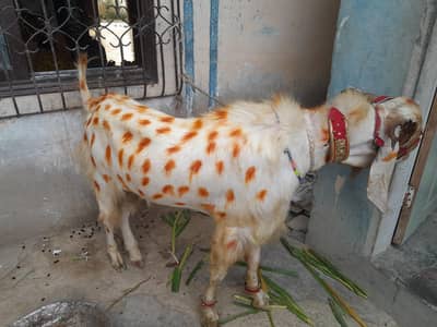 4 dant bakra Mashallah vv healthy