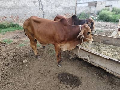 کٹا، بچہ یا ویڑا ۔