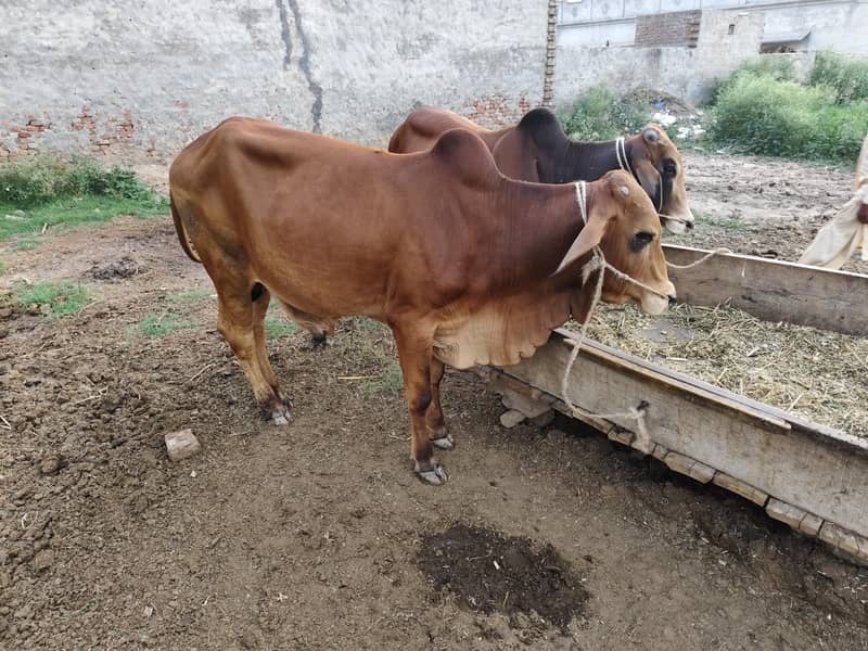 کٹا، بچہ یا ویڑا ۔ 0