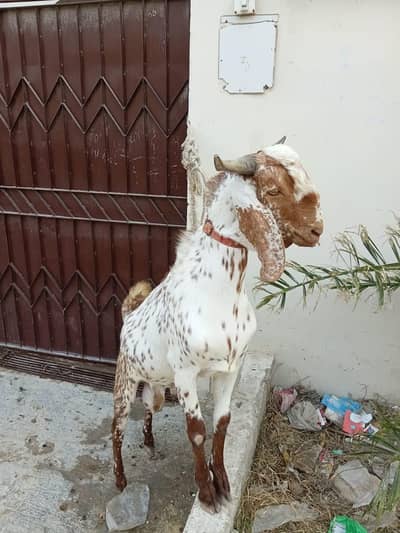 bakra