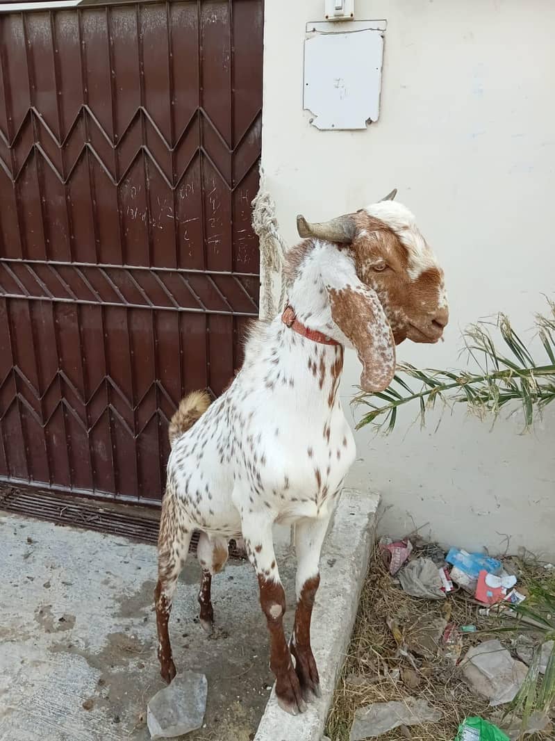 bakra 0