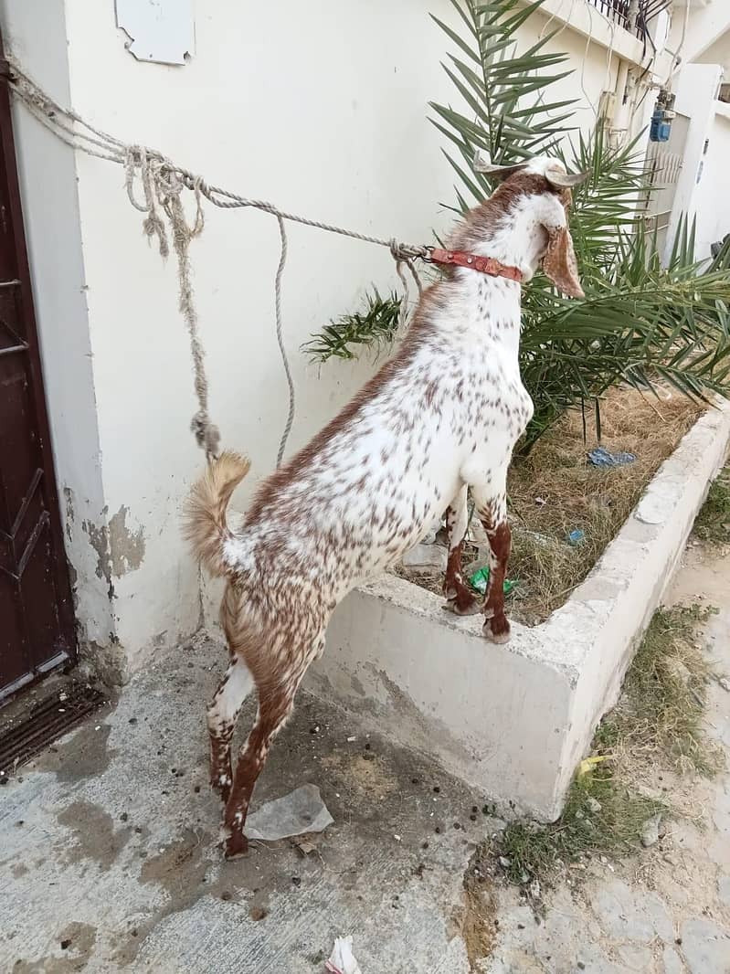 bakra 1
