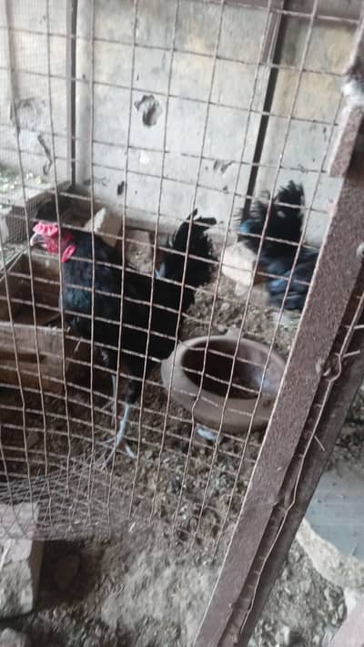 Australorp males ( rosters ) for sale 03224728433