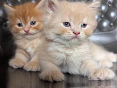 Persian home breed kittens