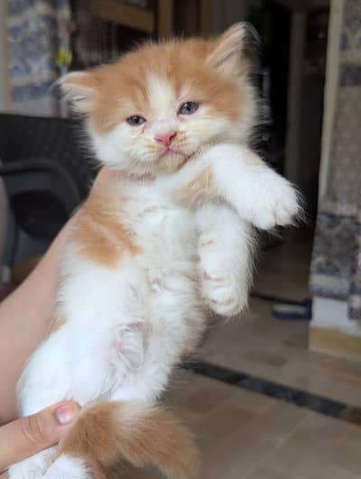 Persian home breed kittens