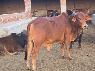Bulls for sale