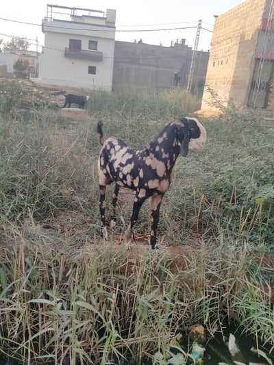Eid UL Azha korbanii BakrA 2 dant maximum 55wait