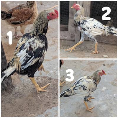 for sell, 3000 per piece